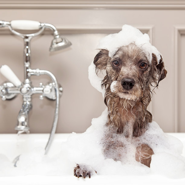 Dog taking bath with Rinnai hot water appliance