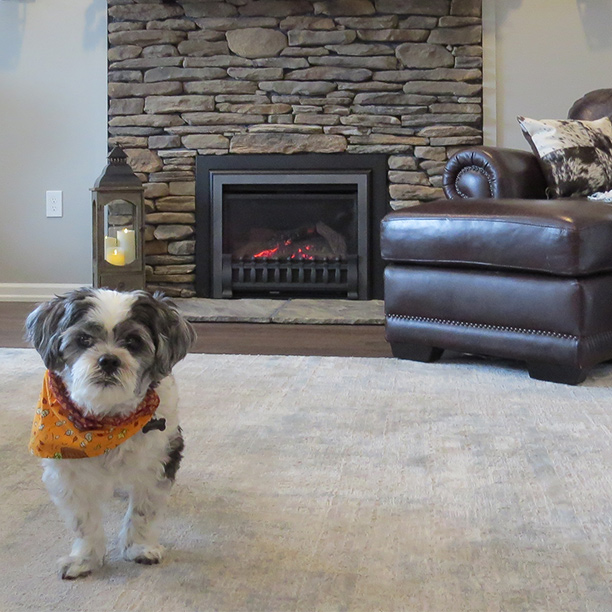 Dog in living room by direct vent gas fireplace